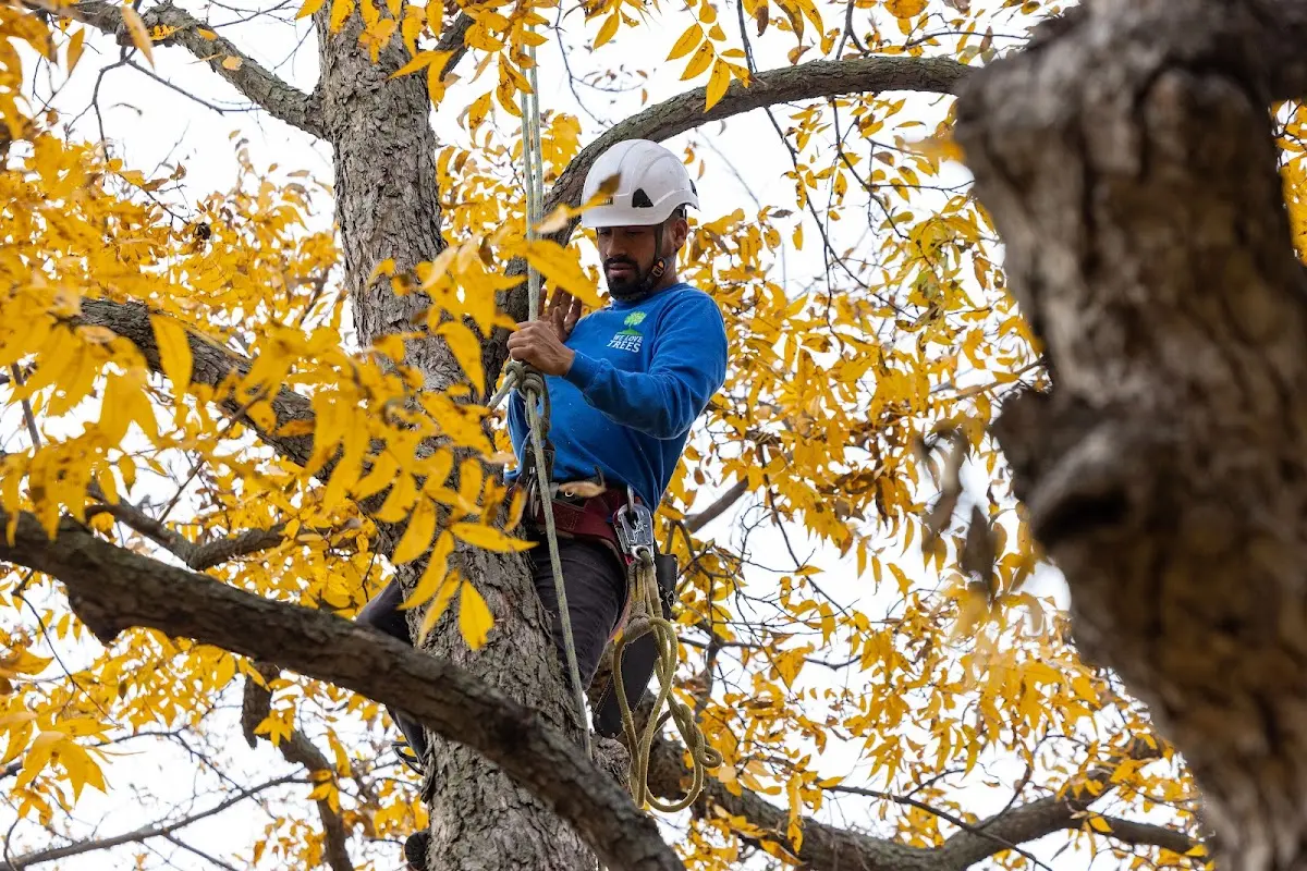 Skilled Tree Trimming crew working in Fredericksburg