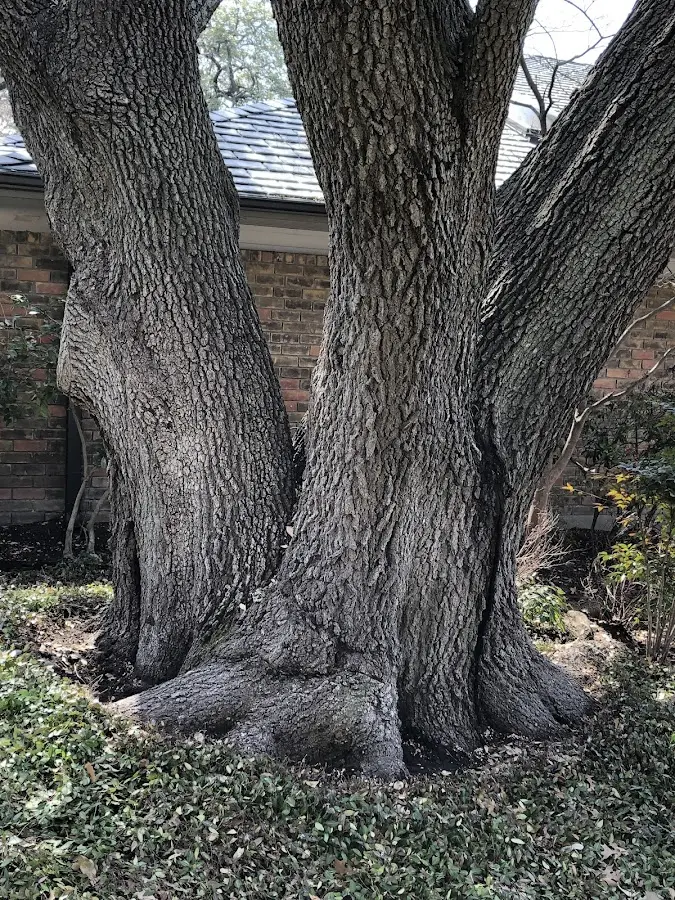Mature heritage tree close to a Fredericksburg property cared for by certified arborists